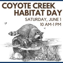 Coyote Creek Habitat Day Saturday June 1, 10am to 1pm, raccoon on a log above creek